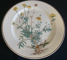 Lade das Bild in den Galerie-Viewer, 2er Set SPEISETELLER "Botanica" - Porzellan, Goldrand / Anthemis lindoria Pflanzen mit Wurzel Dekor