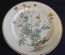 Lade das Bild in den Galerie-Viewer, 2er Set SPEISETELLER "Botanica" - Porzellan, Goldrand / Anthemis lindoria Pflanzen mit Wurzel Dekor