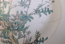 Lade das Bild in den Galerie-Viewer, 2er Set SPEISETELLER "Botanica" - Porzellan, Goldrand / Anthemis lindoria Pflanzen mit Wurzel Dekor