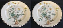 Lade das Bild in den Galerie-Viewer, 2er Set  SPEISETELLER &quot;Botanica&quot; - Porzellan, Goldrand / Anthemis lindoria Pflanzen mit Wurzel Dekor
