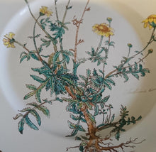Lade das Bild in den Galerie-Viewer, 2er Set  SPEISETELLER &quot;Botanica&quot; - Porzellan, Goldrand / Anthemis lindoria Pflanzen mit Wurzel Dekor
