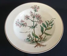 Lade das Bild in den Galerie-Viewer, SUPPENTELLER &quot;Botanica&quot; - Porzellan, Goldrand / Valeriana officinalis Pflanzen mit Wurzel Dekor
