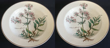 Lade das Bild in den Galerie-Viewer, SUPPENTELLER &quot;Botanica&quot; - Porzellan, Goldrand / Valeriana officinalis Pflanzen mit Wurzel Dekor
